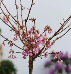 Hochstamm Zierkirsche Okame 80-100cm - Prunus Okame