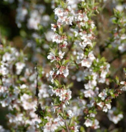 Zier Filzkirsche 80-100cm - Prunus Tomemtosa