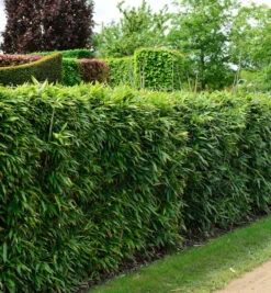 Pfeilbambus 80-100cm - Pseudosasa Japonica