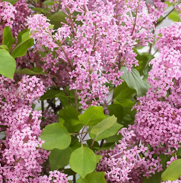Zwergflieder Flowerfesta®Pink 30-40cm - Syringa Vulgaris 1 Zwergflieder Flowerfesta®Pink 30-40cm - Syringa Vulgaris