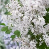 Zwergflieder Flowerfesta®White 30-40cm - Syringa