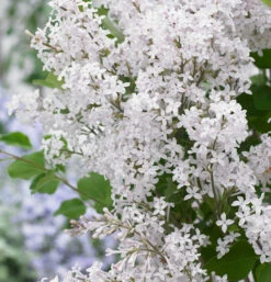 Zwergflieder Flowerfesta®White 30-40cm - Syringa