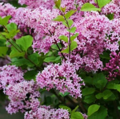 Hochstamm Zwergflieder Lillifee 60-80cm - Syringa Meyeri