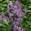 Edelflieder Prince Charming 80-100cm - Syringa Prestoniae