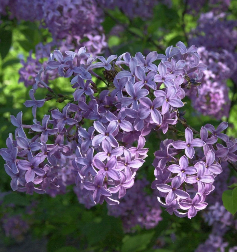 Hochstamm Königsflieder Heckenflieder 80-100cm - Syringa Chinensis 1 Hochstamm Königsflieder Heckenflieder 80-100cm - Syringa Chinensis