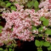 Hochstamm Duft Zwergflieder Tinkerbelle 60-80cm - Syringa