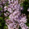 Afghanischer Flieder 40-60cm - Syringa Afghanica