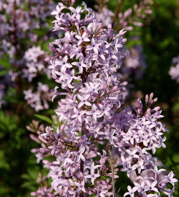 Afghanischer Flieder 60-80cm - Syringa Afghanica 1 Afghanischer Flieder 60-80cm - Syringa Afghanica