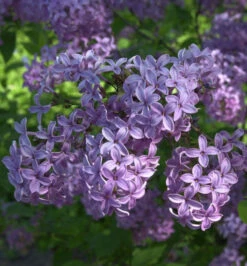 Königsflieder Heckenflieder 30-40cm - Syringa Chinensis