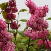 Edelflieder Miss Canada - Kircher-Collection 30-40cm - Syringa Hyacinthiflora