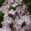 Edelflieder Rosenrot - Kircher-Collection 40-60cm - Syringa Hyacinthiflora