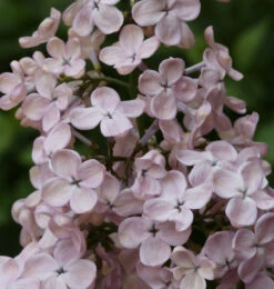 Edelflieder Rosenrot - Kircher-Collection 40-60cm - Syringa Hyacinthiflora