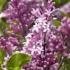 Zwergflieder Meyers Palibin 60-80cm - Syringa Meyeri