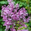 Edelflieder Red Pix 30-40cm - Syringa Meyeri