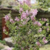 Zwerg Duftflieder Josee 60-80cm - Syringa Meyeri