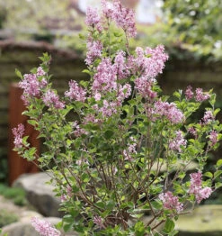 Zwerg Duftflieder Josee 60-80cm - Syringa Meyeri