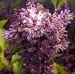 Spanischer Flieder Miss Kim 60-80cm - Syringa Patula