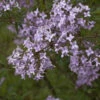 Persische Flieder 30-40cm - Syringa Persica