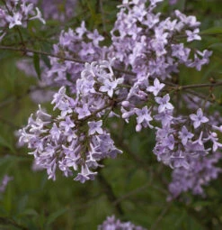 Persische Flieder 30-40cm - Syringa Persica