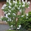 Hochstamm Fiederblättriger Flieder 80-100cm - Syringa Pinnatifolia
