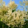 Japanischer Flieder City Of Toronto 40-60cm - Syringa Reticulata