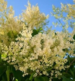 Japanischer Flieder City Of Toronto 40-60cm - Syringa Reticulata