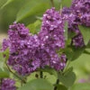 Hochstamm Edelflieder Charles Joly 100-125cm - Syringa Vulgaris