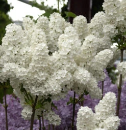 Edelflieder Florent Stepman 40-60cm - Syringa Vulgaris