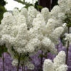 Edelflieder Florent Stepman 80-100cm - Syringa Vulgaris