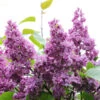 Edelflieder General Pershing 30-40cm - Syringa Vulgaris