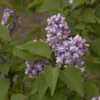Edelflieder Katharine Havemeyer 125-150cm - Syringa Vulgaris