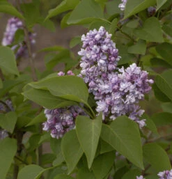 Edelflieder Katharine Havemeyer 125-150cm - Syringa Vulgaris