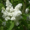 Edelflieder Madame Lemoine 100-125cm - Syringa Vulgaris