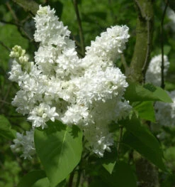 Edelflieder Madame Lemoine 100-125cm - Syringa Vulgaris