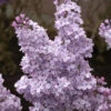 Edelflieder Michael Buchner 40-60cm - Syringa Vulgaris