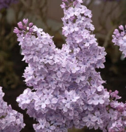 Edelflieder Michael Buchner 80-100cm - Syringa Vulgaris
