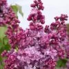 Edelflieder Prince Wolkonsky 30-40cm - Syringa Vulgaris