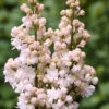 Hochstamm Edelflieder Schöne Von Moskau - Kircher-Collection 80-100cm - Syringa Vulgaris