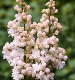 Edelflieder Schöne Von Moskau - Kircher-Collection 30-40cm - Syringa Vulgaris