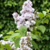 Edelflieder Nadeshda - Kircher-Collection 40-60cm - Syringa Vulgaris