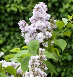 Edelflieder Nadeshda - Kircher-Collection 40-60cm - Syringa Vulgaris