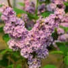 Edelflieder Sensation 30-40cm - Syringa Vulgaris