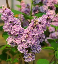 Edelflieder Sensation 30-40cm - Syringa Vulgaris