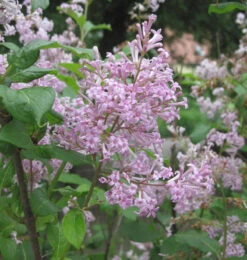 Ungarischer Flieder 60-80cm - Syringa Josikaea
