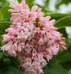 Perlenflieder 30-40cm - Syringa Swegiflexa