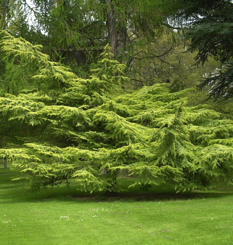 Blueten Duft Verkäufe -Blueten Duft Verkäufe Cedrus atlanticaAurea