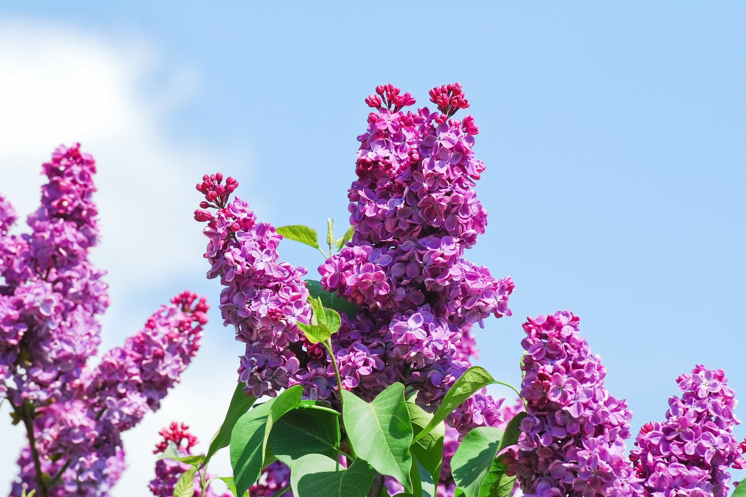Blueten Duft Verkäufe -Blueten Duft Verkäufe flieder giftig